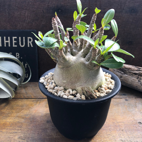 アデニウム♡モンスター♡塊根植物♡蛸足♡観葉植物 人造花 パリ