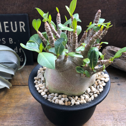 アデニウム♡モンスター♡塊根植物♡蛸足♡観葉植物 アート