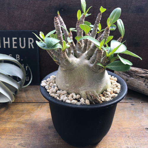 アデニウム♡モンスター♡塊根植物♡蛸足♡観葉植物 アートフラワー