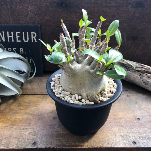 アデニウム 塊根植物 観葉植物好き 鉢ごと発送 特大 アデニウム 塊根植物 観葉植物好き 鉢ごと発送 特大