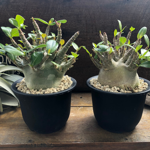 Amazon.co.jp: アデニウム タコ足 大株 塊根植物 コーデックス