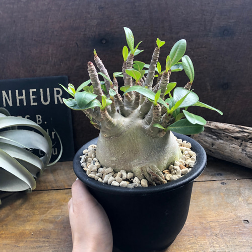 アデニウム♡モンスター♡塊根植物♡蛸足♡観葉植物 アートフラワー