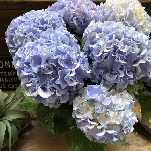 最新品種♡ふるふる♡ブルー♡アジサイ♡紫陽花♡ アートフラワー パリ