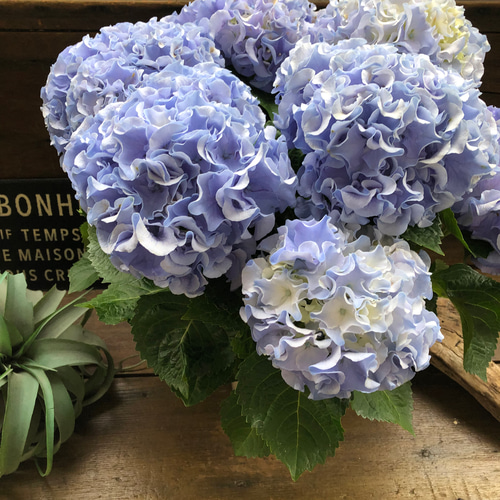 最新品種♡ふるふる♡ブルー♡アジサイ♡紫陽花♡ アートフラワー パリ