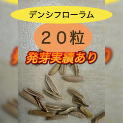 アガベ】白鯨 特大株 ボールタイプ ※同等品送付 多肉植物 yutaenshis