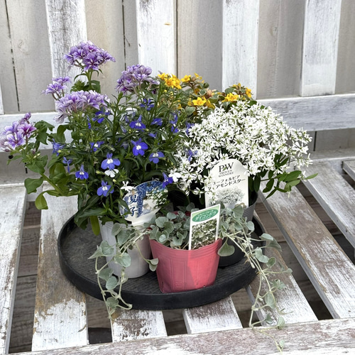 花苗＆鉢セット】アクアトーンの爽やか寄せ植え※寄せ植えセット 鉢
