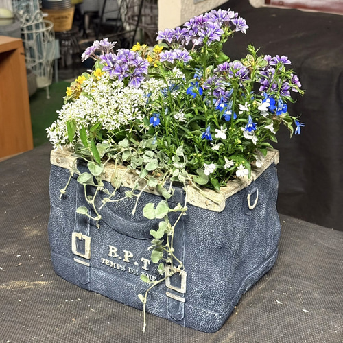 花苗＆鉢セット】アクアトーンの爽やか寄せ植え※寄せ植えセット 鉢