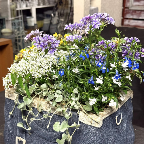 花苗＆鉢セット】アクアトーンの爽やか寄せ植え※寄せ植えセット 鉢