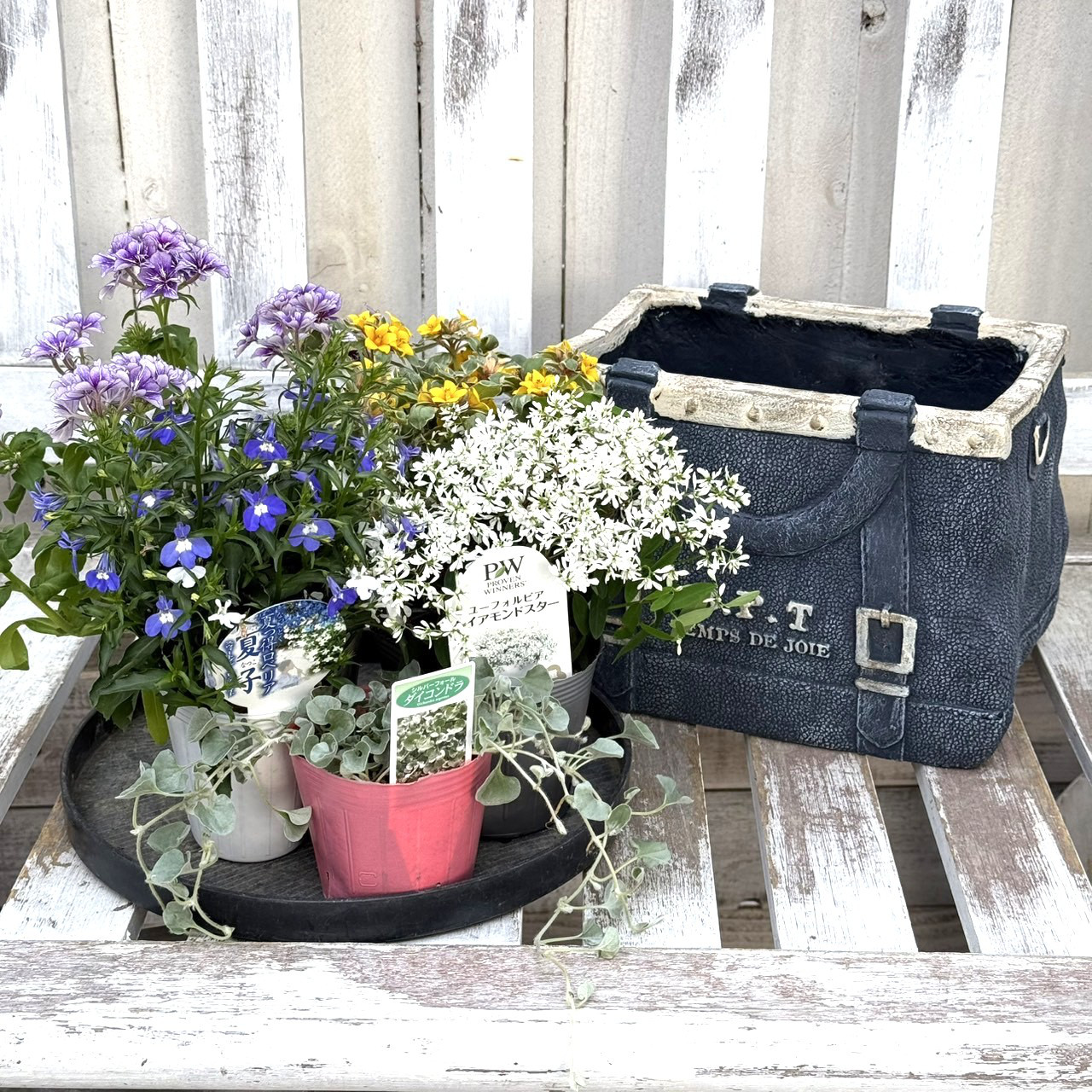 花苗＆鉢セット】アクアトーンの爽やか寄せ植え※寄せ植えセット 鉢