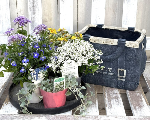花苗＆鉢セット】アクアトーンの爽やか寄せ植え※寄せ植えセット 鉢