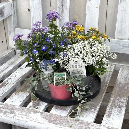 花苗＆鉢セット】アクアトーンの爽やか寄せ植え※寄せ植えセット 鉢