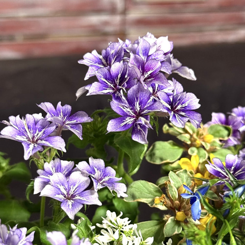 花苗＆鉢セット】アクアトーンの爽やか寄せ植え※寄せ植えセット 鉢