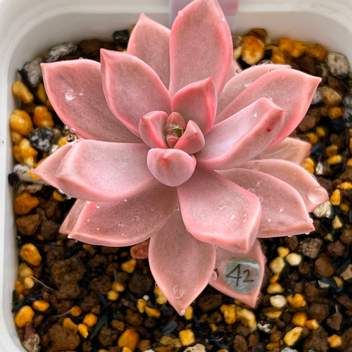 ブロンズ姫錦錦(7-42)＊多肉植物＊葉挿し 多肉植物 ＊N＊ 通販