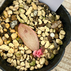 おまとめ確認用！　インドネシア多肉　ブラックプリンスストライプ錦　葉挿しっ子 おまとめ確認用！ インドネシア多肉 ブラックプリンスストライプ