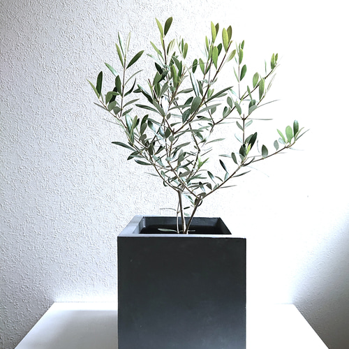 オリーブの木 特殊セメント・高品質スクエア鉢カバー（LL/グレー