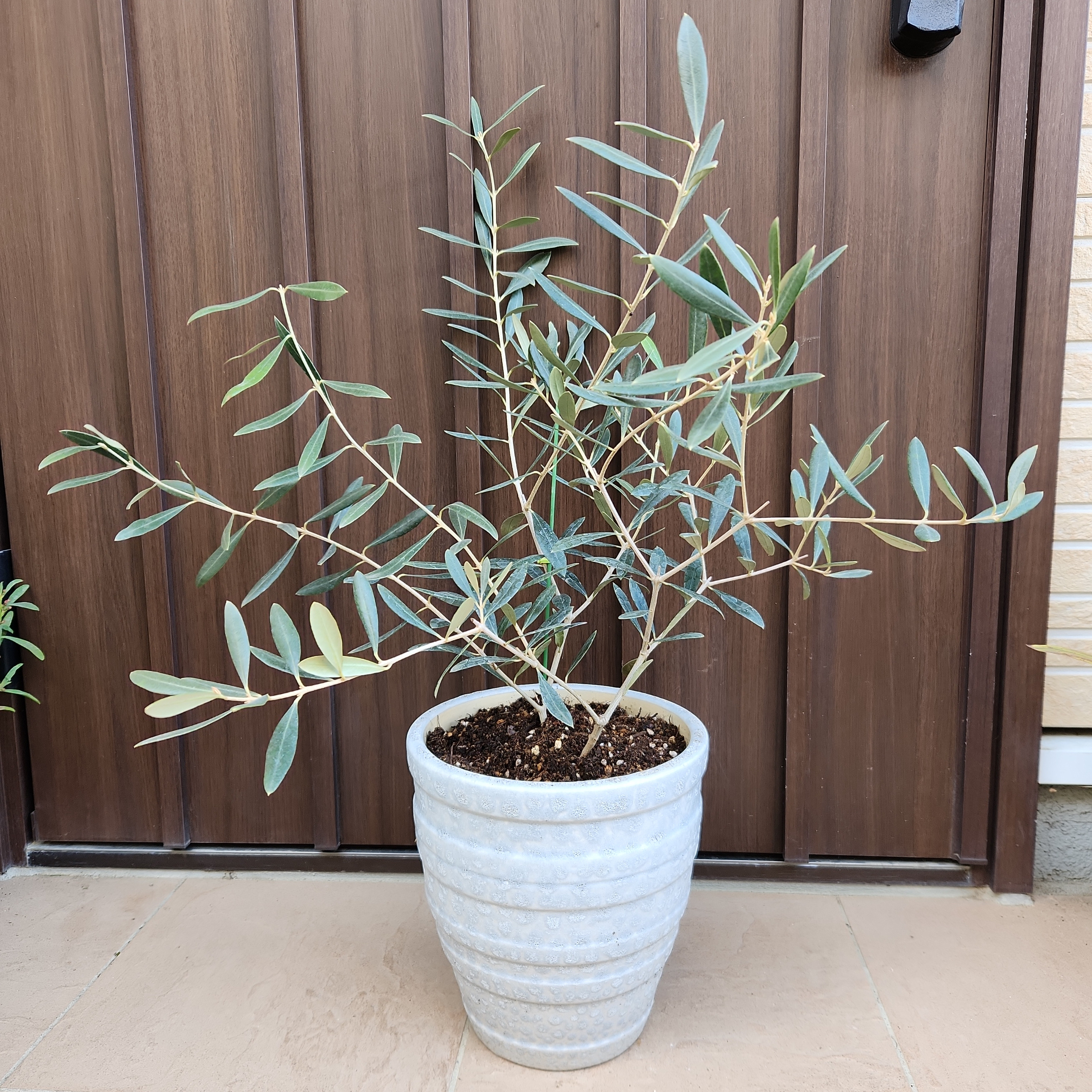 オリーブの木　ネバディロブランコ　　デザインテラコッタ鉢植え　苗　シンボルツリー