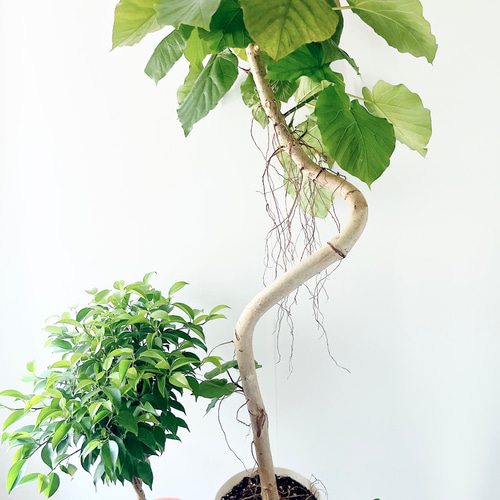 SPECIAL 春の観葉植物 フィカス3点セット ウンベラータ ベンジャミン 