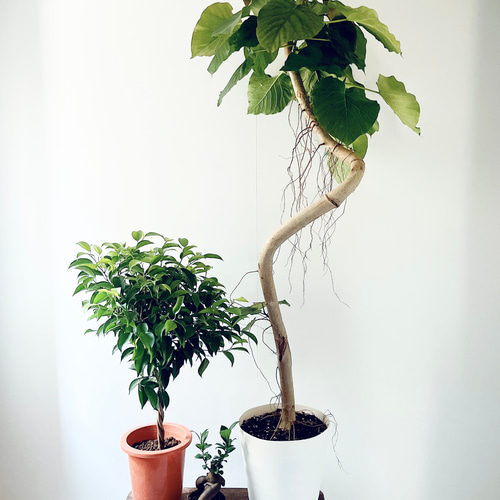 SPECIAL 春の観葉植物 フィカス3点セット ウンベラータ ベンジャミン 