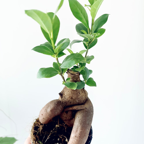 国内外の人気集結！ SPECIAL 春の観葉植物 フィカス3点セット ウンベラータ フィカス