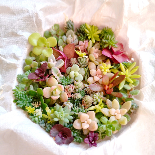 大人気♡ s9 ちまちま寄せ植え セット カット苗 多肉植物 多肉植物