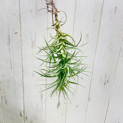 枝多め♡ フペルジア・ゴエベリー 吊り鉢 その他インテリア雑貨 PLANTS