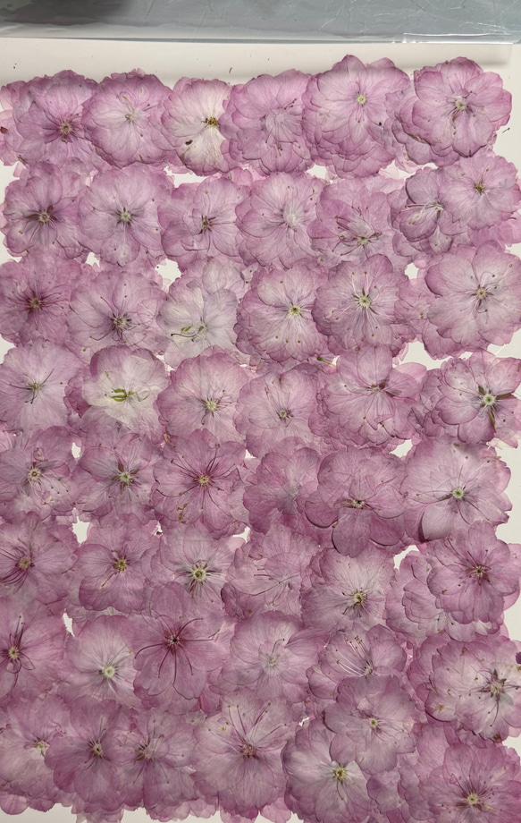 押し花桜20枚 その他素材 花mizuki 通販 19126417｜Creema(クリーマ
