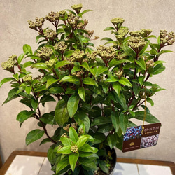 入荷少なめです❗️超希少❗️胡蝶蘭❤️ブルージーン 1本立 多肉植物