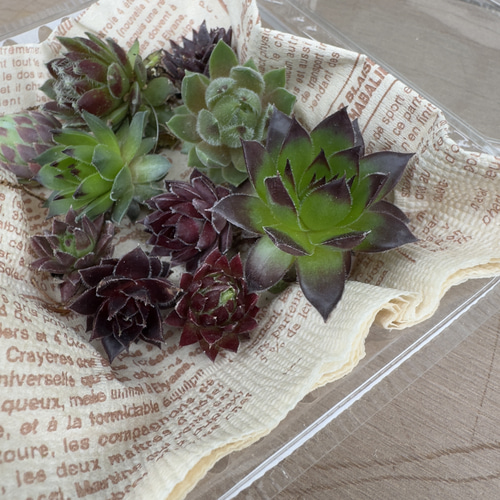 センペルビウム＆ジョビバルバ カット苗/抜き苗セット 多肉植物 小さな  