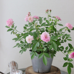 こんもり花姿❤︎小輪ペチュニア【マルベリー】2苗セット 多肉植物