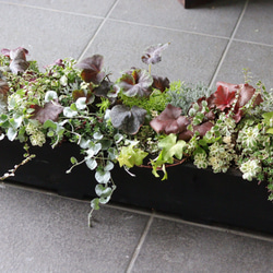 人気商品❤︎ロングウッドプランターのカラーリーフ寄せ植え 人気商品❤︎ロングウッドプランターのカラーリーフ寄せ植え