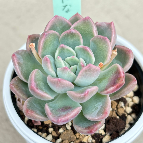 エケベリ屋 札付き✡️ラパス×ヒアリナ✡️ 多肉 抜き苗 つぶつぶ屋 エケベリ屋 札付き✡️ラパス×ヒアリナ✡️ 多肉 抜き苗 つぶつぶ屋