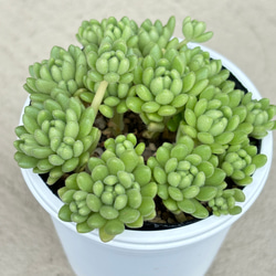 おまとめ中！多肉植物^o^  プルビナータ フロスティ プルビナータ フロスティ 綴化 多肉植物 多肉植物 kanomarihome