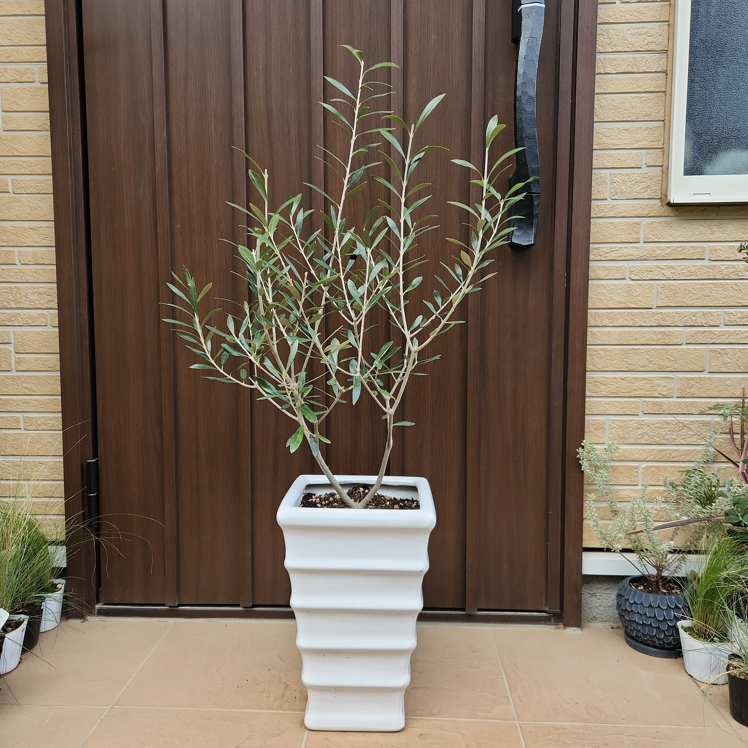 オリーブの木　エルグレコ　ホワイト陶器鉢植え　苗　シンボルツリー