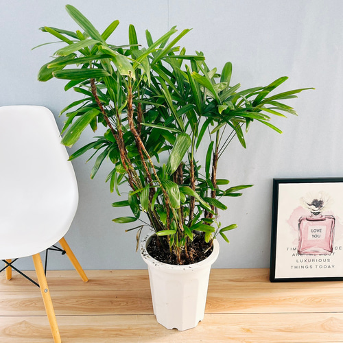 現品］観音竹 10号 観葉植物 屋外 室内 大型 おしゃれ ヤシ 緑の宝石