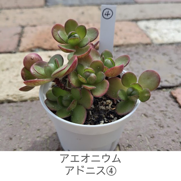 多肉植物^o^  アエオニウム　アドニス 多肉植物 アドニス（Aeonium saundersii） 5頭以上 | るる農園