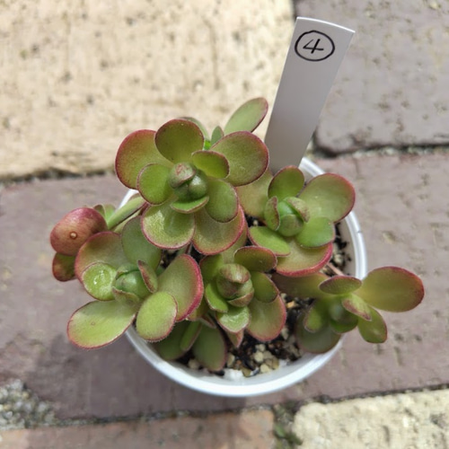アドニス④】アエオニウム アドニス 韓国苗 多肉植物 多肉 多肉植物