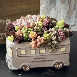 多肉植物　寄せ植え　リース　k 澄んだリース』寄せ植えセット 多肉植物 多肉寄せ植え 多肉植物 はっぺ