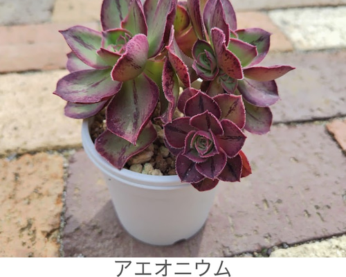 ロスコフ2苗入り①】アエオニウム ロスコフ 多肉植物 多肉 多肉植物