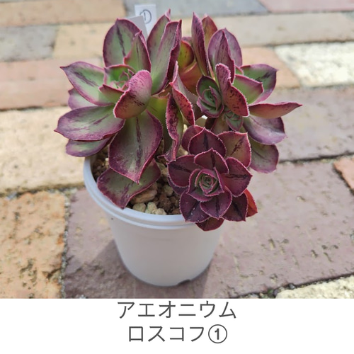 ロスコフ2苗入り①】アエオニウム ロスコフ 多肉植物 多肉 多肉植物
