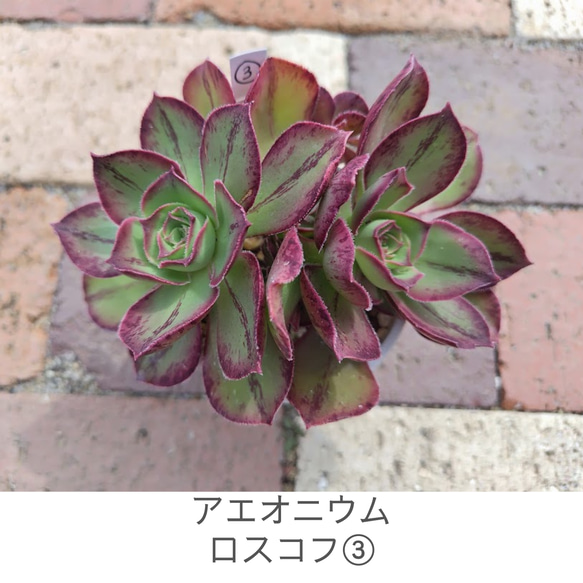 ロスコフ2苗入り③】アエオニウム ロスコフ 多肉植物 多肉 多肉植物