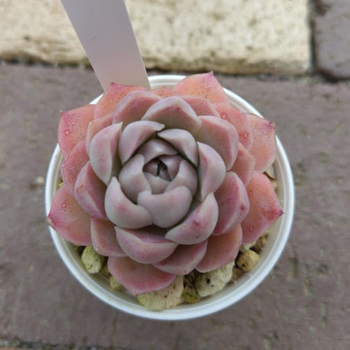 85. 多肉植物 アイスローズ 700円【抜き苗】 774現物 多肉植物 アイスラブリーローズ錦 抜き苗 | るる農園~多肉植物専門