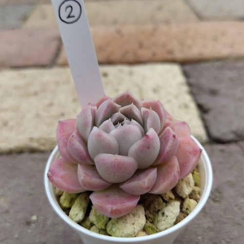 アイスローズ②】エケベリア アイスローズ 多肉植物 多肉 韓国苗 多肉