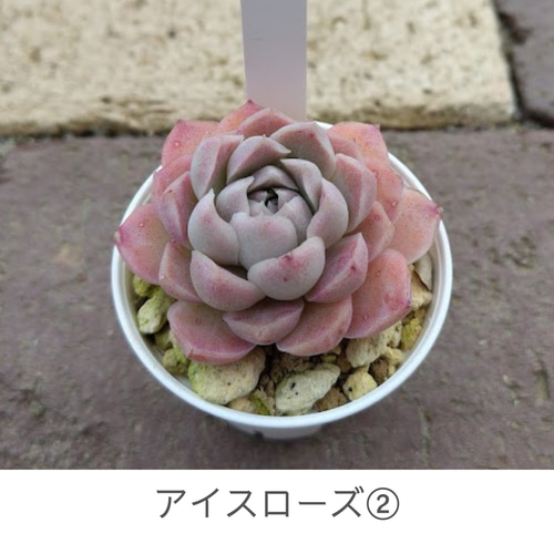 アイスローズ②】エケベリア アイスローズ 多肉植物 多肉 韓国苗 多肉