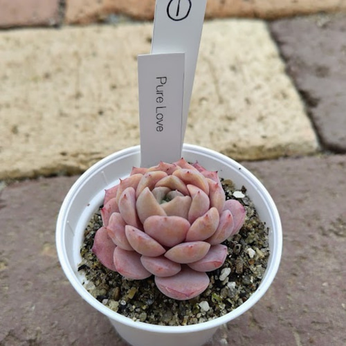 Pure Love①】エケベリア ピュアラブ 韓国苗 多肉植物 多肉 多肉植物