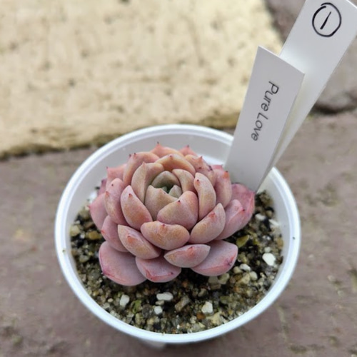 Pure Love①】エケベリア ピュアラブ 韓国苗 多肉植物 多肉 多肉植物