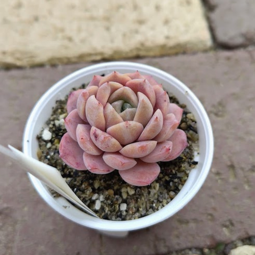 Pure Love①】エケベリア ピュアラブ 韓国苗 多肉植物 多肉 多肉植物
