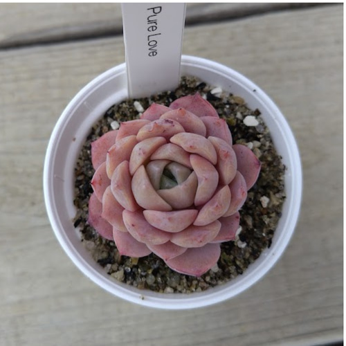 Pure Love①】エケベリア ピュアラブ 韓国苗 多肉植物 多肉 多肉植物