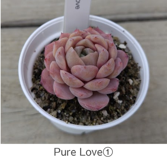 Pure Love①】エケベリア ピュアラブ 韓国苗 多肉植物 多肉 多肉植物