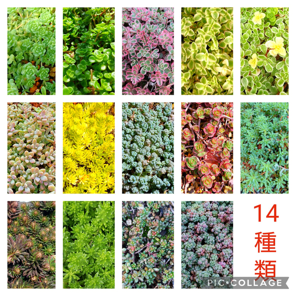多肉植物　セダム　カリシア　50カット 多肉植物　セダム　カリシア　50カット