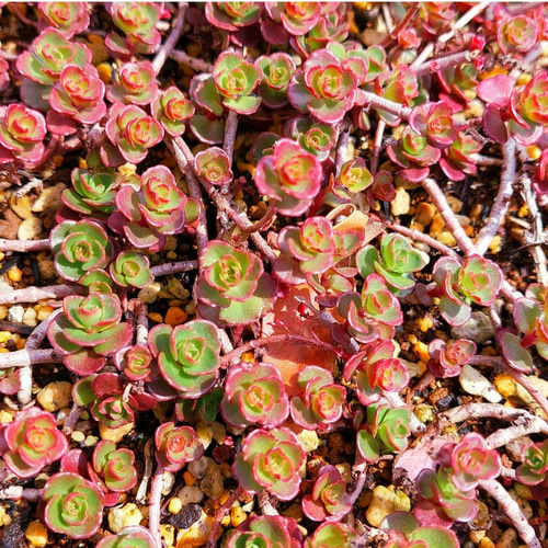 多肉植物　セダム　カリシア　50カット 多肉植物セダム 桜色カリシア50カット【育成説明書付】 - メルカリ